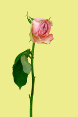 Obraz premium faded pink rose on a yellow background