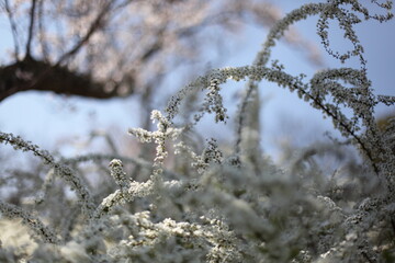 桜とユキヤナギの風景