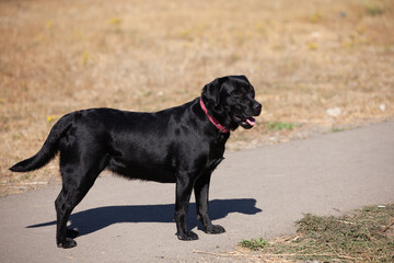 labrador retriever on nature
