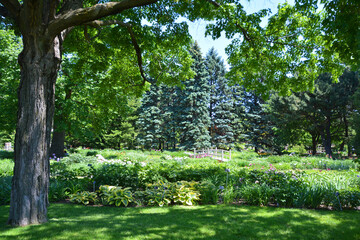 Tree in garden in spring season in Quebec Canada