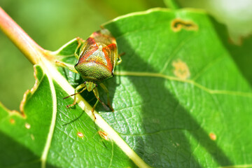 An adult birch shieldbug (Elasmostethus interstinctus)  on a cottonwood leaf. Shield bugs are often called 