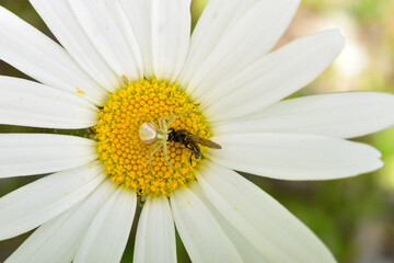 Obraz premium A crab spider holds a freshly killed fly caught on a yellow and white daisy blossom.