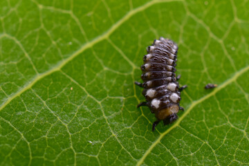Macro of a cottonwood leaf beetle larva.