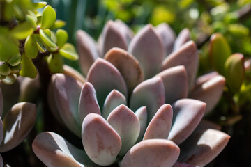 Fototapeta premium close up of pink succulent