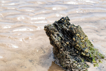 seaweed on the beach