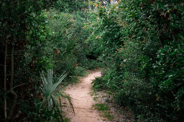 Fototapeta premium forest path