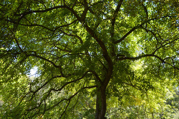 Tree in garden in spring season in Quebec Canada