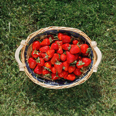 strawberries basket on green lawn background