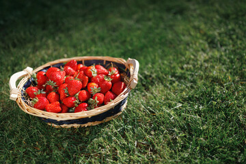 strawberries basket on green lawn background
