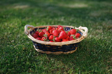 strawberries basket on green lawn background