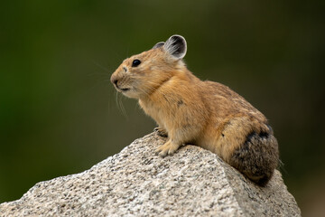 American Pika