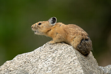 American Pika