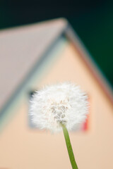 dandelion flower against house roof background