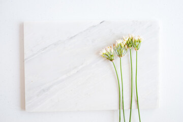 natural  beauty background.  white flower on marble .
