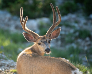 Mule deer buck in velvet.