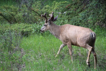 Naklejka na ściany i meble Deer Walking In The Forest, Jasper National Park, Alberta