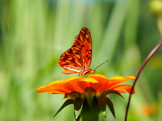 Borboleta