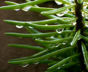 gotas de agua en una planta