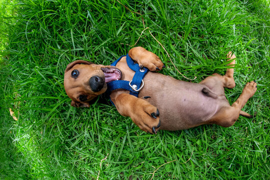Perro salchicha