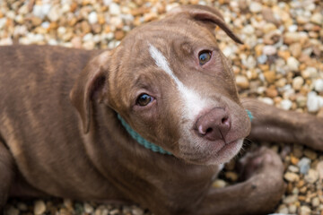 Pitbull puppy in rocks