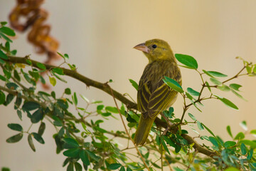 Arabian golden sparrow