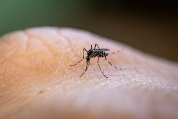 Aedes aegypti mosquito biting human skin. Transmitter of various diseases such as dengue fever, zika virus and chikungunya fever. João Pessoa, Paraiba, Brazil on June 20, 2020.