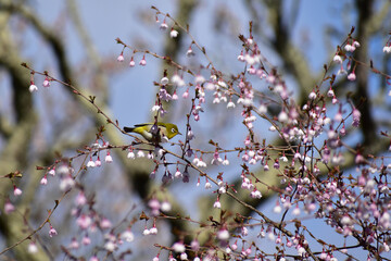 マメザクラとメジロ