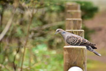 公園に現れたキジバト