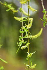 柳の花