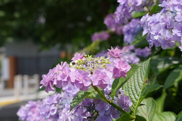 八重の紫陽花