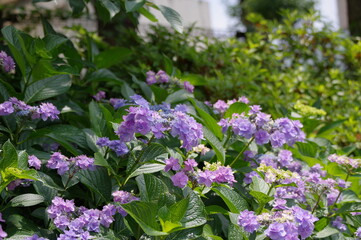 八重の紫陽花