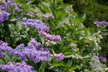 八重の紫陽花