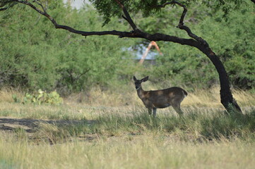 Naklejka premium deer in the wild