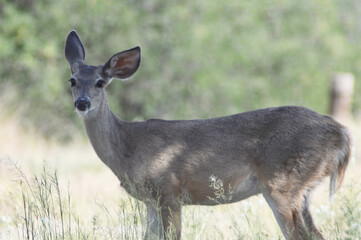 Whitetail in the wild