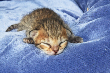 Fototapeta na wymiar F4 Cute two day old spotted and striped sleeping newborn domestic Serval Savannah kitten.