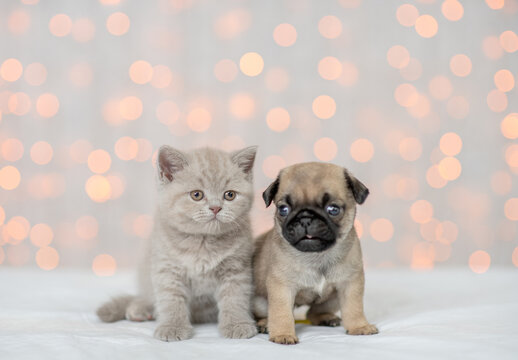 Pug puppy and baby kitten sit together with festive background. Empty space for text