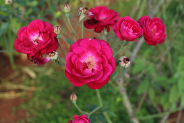 Pink Flowers