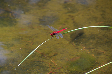 全身真っ赤なショウジョウトンボ © FUJIOKA Yasunari