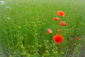 red poppy flowers