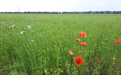 field of poppies