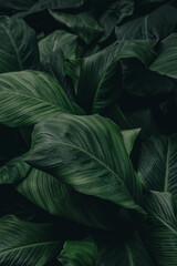 Fototapeta na wymiar tropical leaf, abstract green leaf texture, nature background 