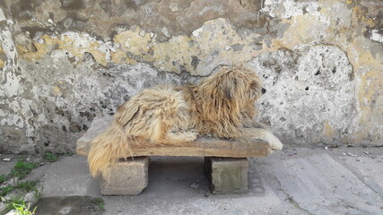 PERRO PELUDO