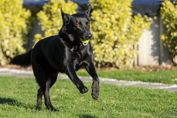 Black Lab Running With Ball