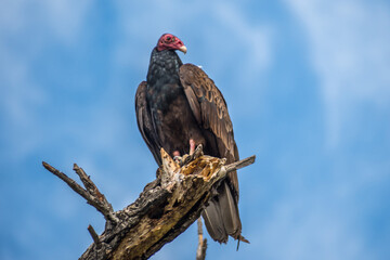 A large Turkey Vulture in Lake Elsinore, California