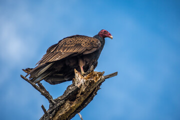 A large Turkey Vulture in Lake Elsinore, California