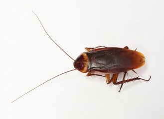 Cockroach isolated on white background. from side.