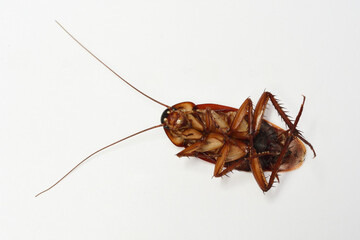 Cockroach isolated on white background. from side.