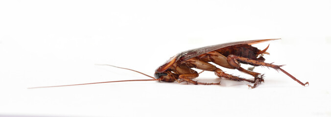 Cockroach isolated on white background. from side.