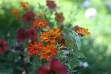 orange flowers in the garden