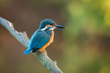 Kingfisher perched on a gray foggy branch background